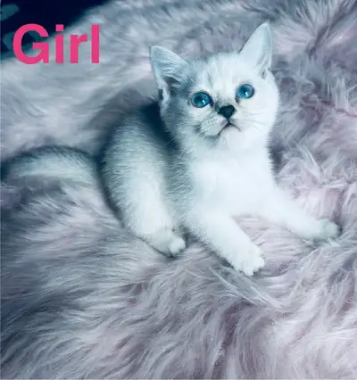 Purebred British shorthair kitten cat delivery blue eyes , View more