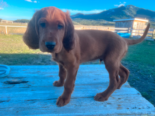 Irish Setter Puppies in Dogs & Puppies for Rehoming in City of Halifax - Image 3