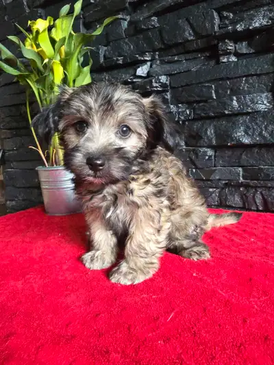 ✨Magnifiques chiots Morkie ✨(Bichon Maltais x Yorkshire Terrier), View more