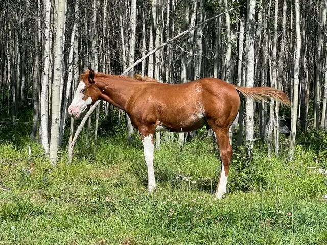 2026 APHA sorrel overo colt in Horses & Ponies for Rehoming in Edmonton - Image 2