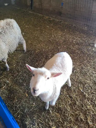 ram lambs, View more