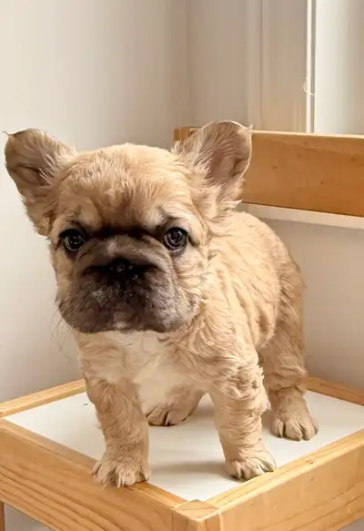 Stunning French Bulldog puppies, View more