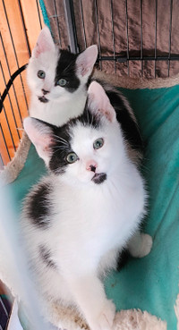 Black and White kitten and 2yr Male Siamese