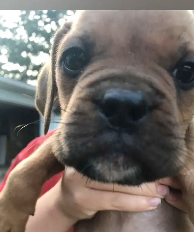 Adorable Mastiff/Bulldog Puppies in Dogs & Puppies for Rehoming in Stratford - Image 2