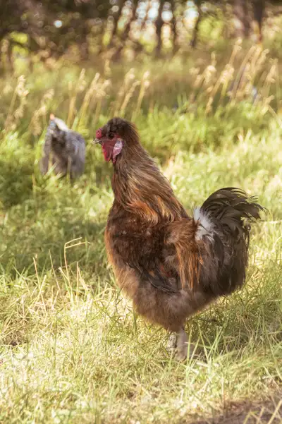 Partridge Silkie rooster, View more