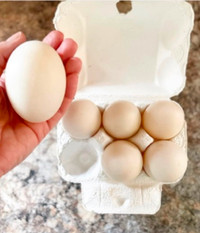 Fertilized Pekin Duck eggs