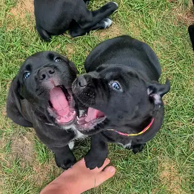 5 availavle. Ready to go. Purebred Cane Corso Puppies, View more