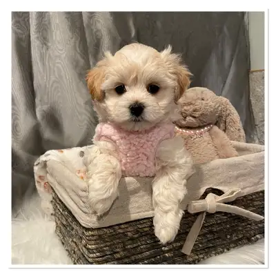 ❤️❤️ Gorgeous Maltipoo Puppies ❤️❤️, View more