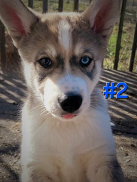 Husky pups, each with 1 blue eye