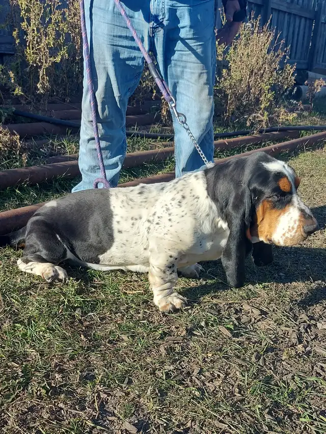 Handsome | Dogs & Puppies for Rehoming | Lloydminster | Free local ...