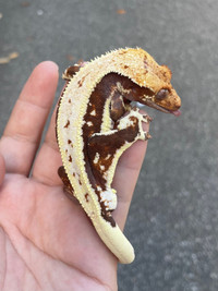 100% HET AXANTHIC MALE LILLY WHITE CRESTED GECKO