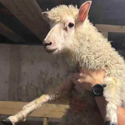 Ewe Lambs - Wensleydale X, View more