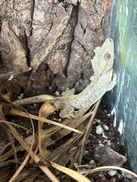 2 male crested geckos with tank