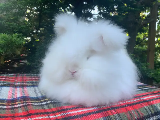 English and Satin Angora Rabbits in Small Animals for Rehoming in City of Toronto - Image 4
