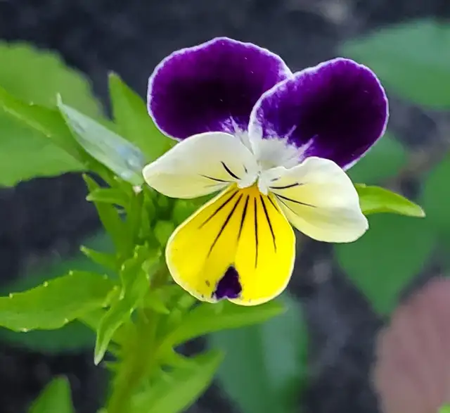 Fresh viola flowers for decorating food/cocktails etc. in Plants, Fertilizer & Soil in Mississauga / Peel Region - Image 3