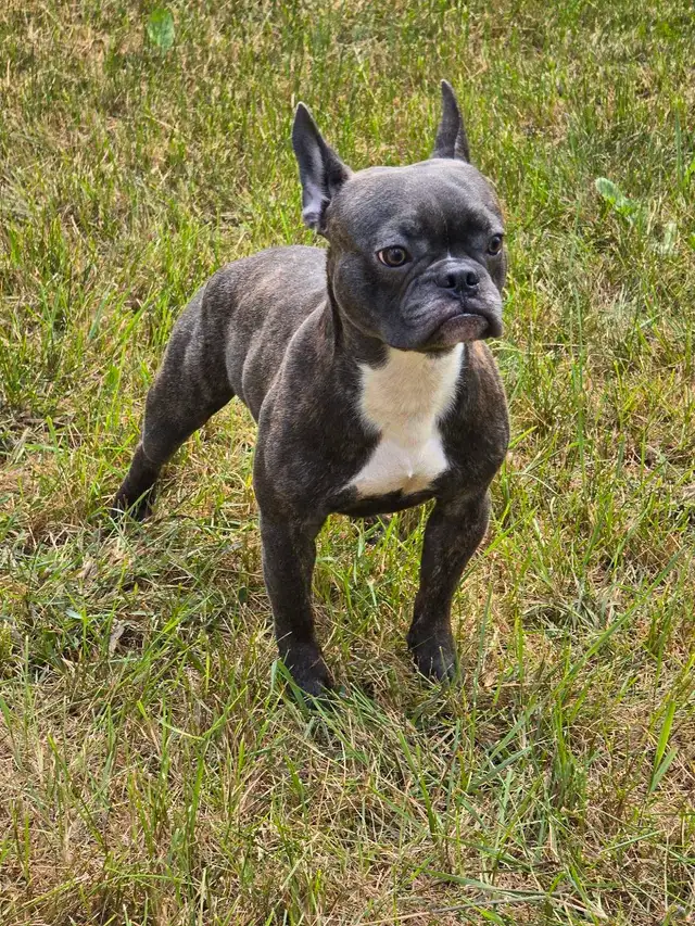 CHIHUAHUA MALE/2FEMELLE DÉNIERE PORTÉ D QUALITÉ/2 FRENCHTON MALE in Dogs & Puppies for Rehoming in City of Montréal - Image 11