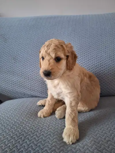 Beautiful Goldendoodle Puppies, View more