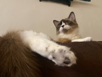 Female Ragdoll 1 year old for rehoming