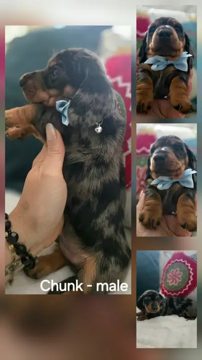 Little bundles of joy. Born October 27th and will be ready to go home December 27th. Puppies are rai...