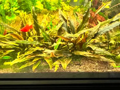 Crypts aquarium plant, View more