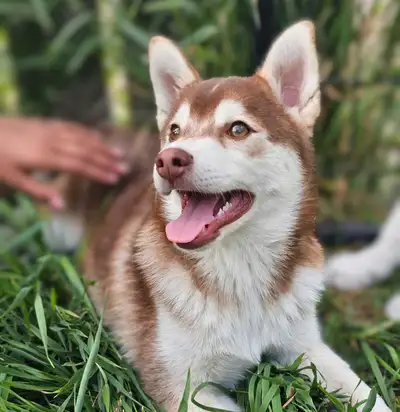 RESERVED Beautiful Chocolate Pomsky!, View more