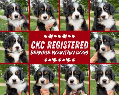 CKC Bernese Mountain Dog Puppies!, View more