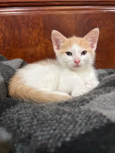 2 kittens to good homes, View more