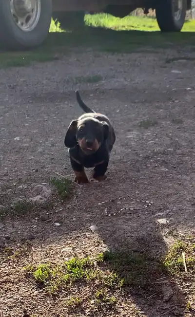 Mini dachshund puppies, View more