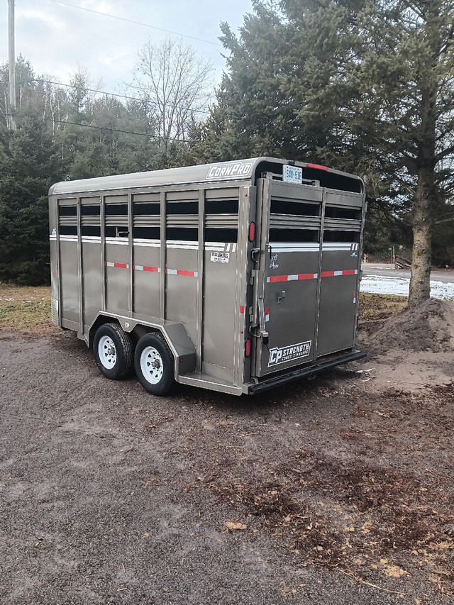 Horse Transport services  in Horses & Ponies for Rehoming in Trenton