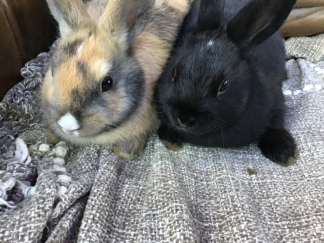(2) deux/two bunnies/lapins pour 49$ dans Petits animaux à adopter  à Lévis