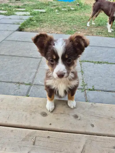 Mini Aussie puppies, parents in last photo Mom is a 2 year old Tricolor 15 inches tall around 35lbs....