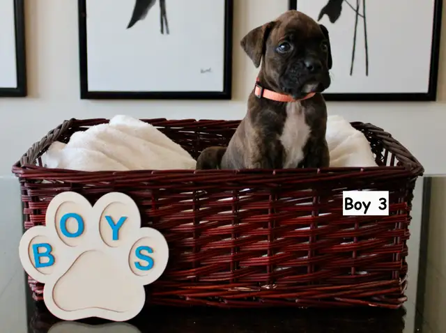 Purebred Boxer Puppies! - 4 Left in Dogs & Puppies for Rehoming in Mississauga / Peel Region - Image 10