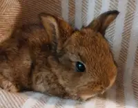 Sweet bunny 
