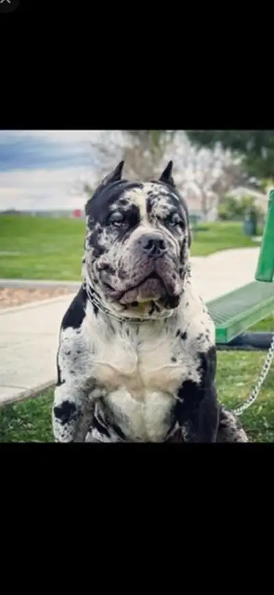 BLACKBONE MASTIFFS — Exclusive Blackbone Mastiff Puppies (Puppies are coming get on the list before...