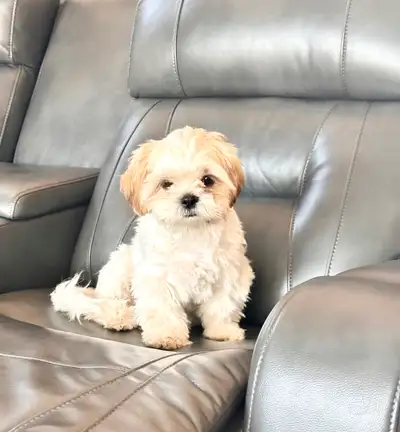 Adorable 5-Month-Old Male Bichon Shih Tzu Puppy, View more