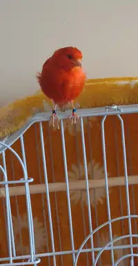Red Canary for $20 Final Sale. It will sing if you have a female