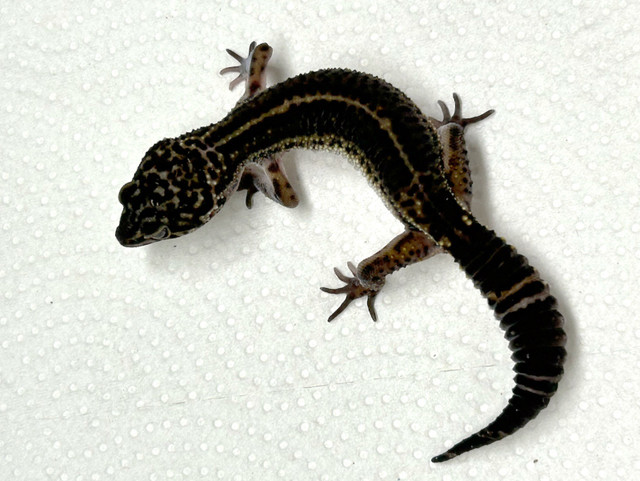 Black night leopard geckos in Reptiles & Amphibians for Rehoming in City of Halifax - Image 2