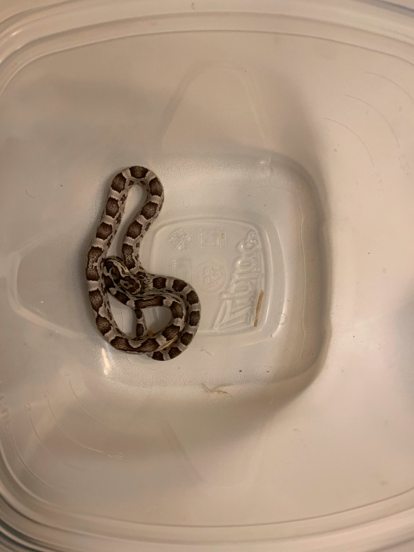 Corn Snake for Sale in Reptiles & Amphibians for Rehoming in Calgary