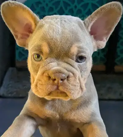 Exotic type french bulldog, View more