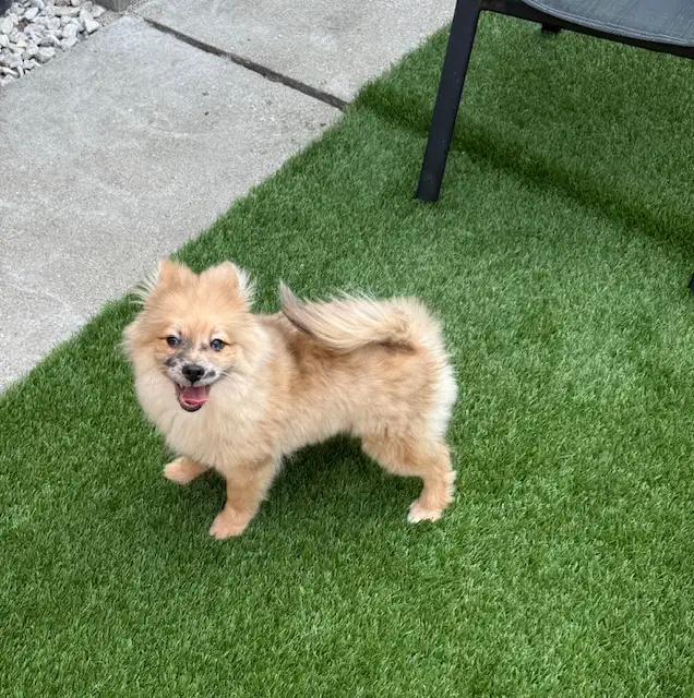 Chiot pomsky  male(438-861-7006) in Dogs & Puppies for Rehoming in City of Montréal - Image 10