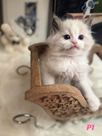 Cute ragdoll kitten looking for a nice family