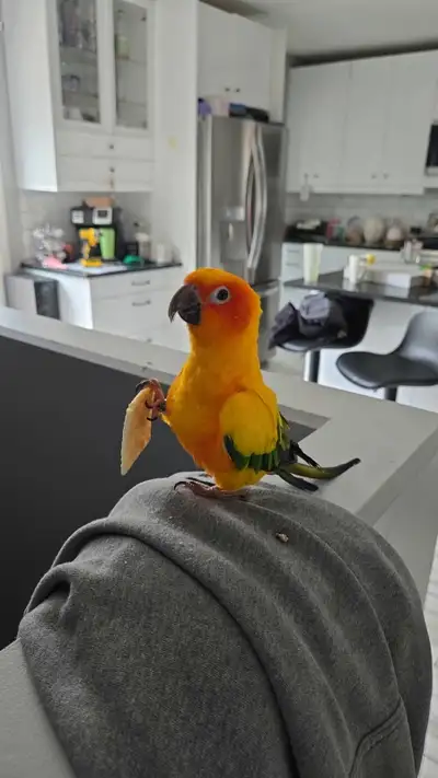Female sun conure + complete set up -ready for a new home, View more
