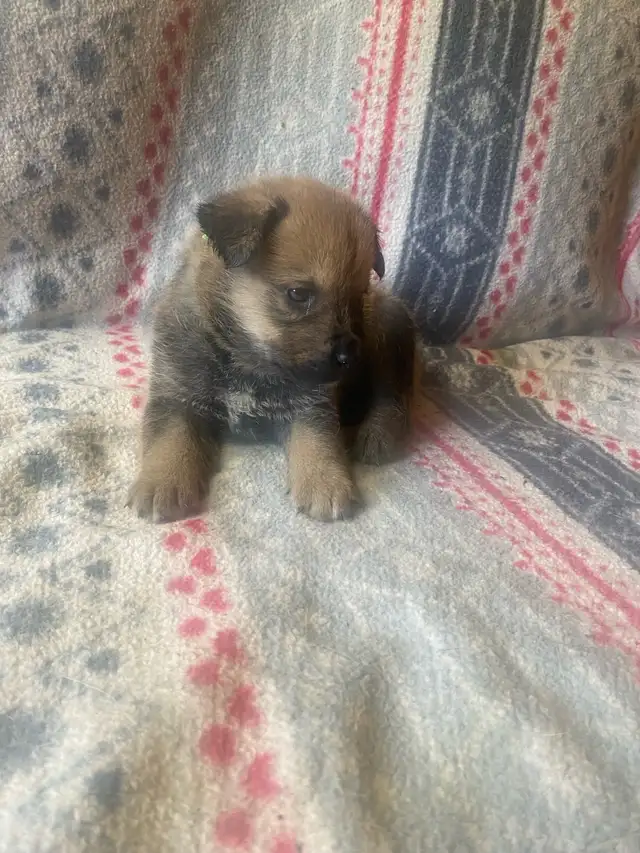 2 boys available in Dogs & Puppies for Rehoming in Brantford - Image 4