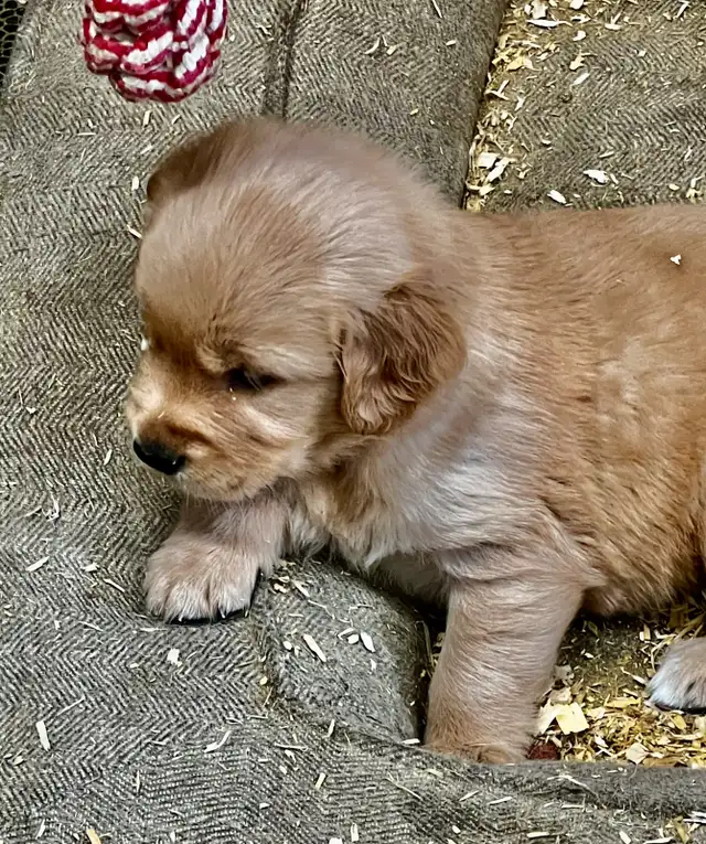 Chiot Golden Retriever prêts 19/07/25 CKC, OFA & ADN in Dogs & Puppies for Rehoming in Laval / North Shore - Image 6