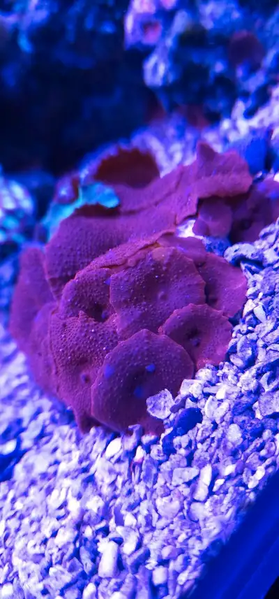Very healthy reef mushroom room corals on a small rock. 15+ red, one neon green, 2 blue and 1 purple