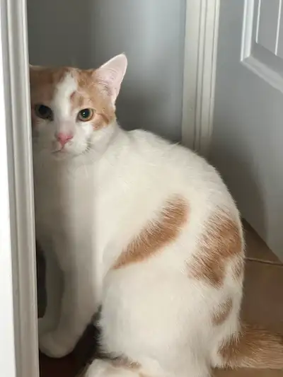 Chats à donner pour adoptions, View more