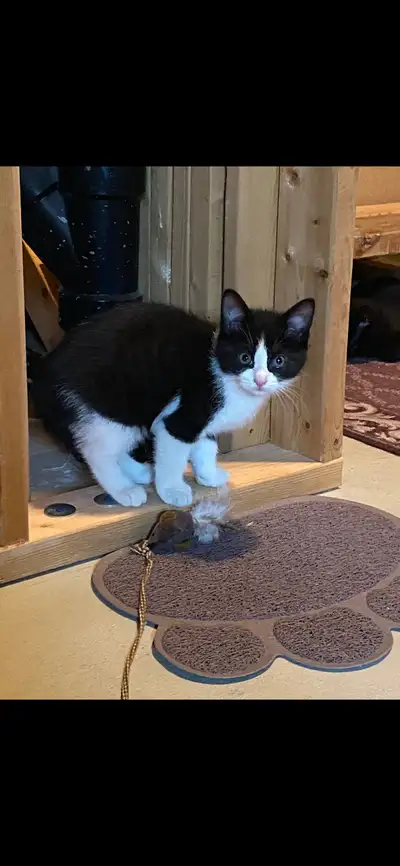chaton 50$ noir et blanc mâle et le noir femelle, View more