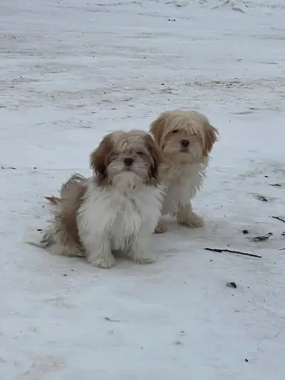 Havanese Shih Tzu Puppies *Nonshedding, Cute, Smart, Family Dogs, View more