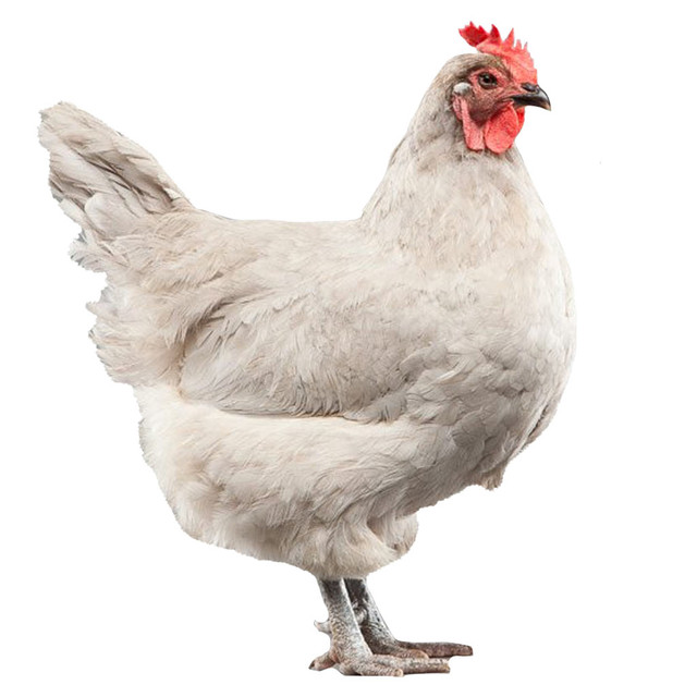 Looking for Lavender Orpington Hatching Eggs in Livestock in Truro