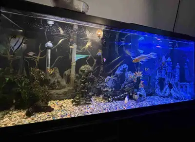 aquarium 50gallon , View more